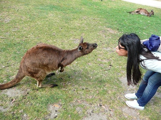 nerea canguro australia